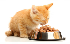 Hrana za mačke